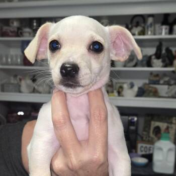 Chihuahua and Mixed Breed Dogs Available for Adoption in Montgomery, Texas - Percy | PetCurious