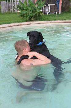 Miles -  Great Dane and Labrador Retriever Dog for Adoption in Houston, Texas - Miles | PetCurious
