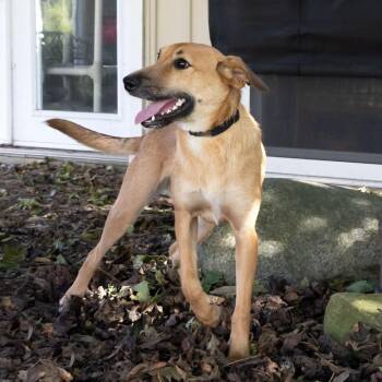 Goldie -  Labrador Retriever and Mixed Breed Dog for Adoption in Mckean, Pennsylvania - Goldie | PetCurious