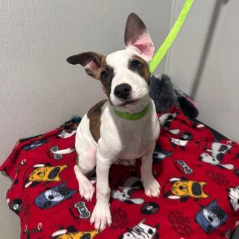 Rover -  Border Collie and Mixed Breed Dog for Adoption in Tampa, Florida - Rover | PetCurious