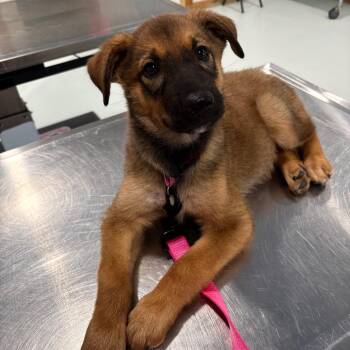 Frida Growlo -  Belgian Shepherd Malinois Dog for Adoption in Harlingen, Texas - Frida Growlo | PetCurious