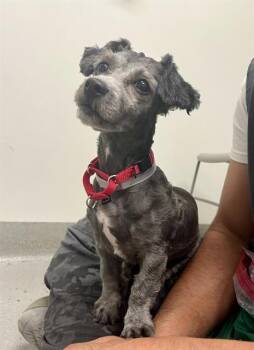 HALLEY -  Poodle and Mixed Breed Dog for Adoption in San Francisco, California - HALLEY | PetCurious
