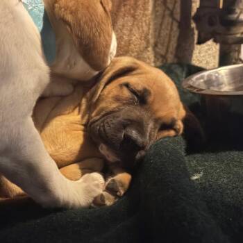 Fleur -  English Bulldog and Pit Bull Terrier Dog for Adoption in Goleta, California - Fleur | PetCurious