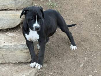 Pit Bull Terrier Dogs Available for Adoption in Aurora, Colorado - Salsa | PetCurious