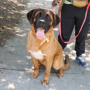 DEVANTE -  Mastiff Dog for Adoption in Richmond, California - DEVANTE | PetCurious