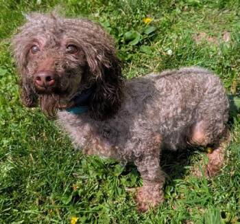 MUFFIN -  Poodle Dog for Adoption in Akron, Ohio - MUFFIN | PetCurious