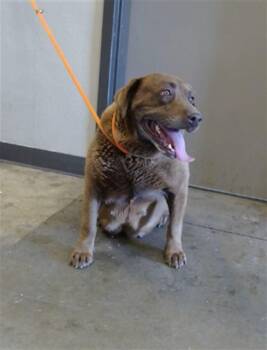 MAGGIE -  Labrador Retriever Dog for Adoption in Ontario, California - MAGGIE | PetCurious