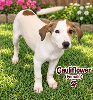 Cauliflower (f) -  Hound and Australian Cattle Dog Blue Heeler Dog for Adoption in Nashville, Tennessee - Cauliflower (f) | PetCurious