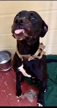 Roux -  Labrador Retriever and Mixed Breed Dog for Adoption in New Orleans, Louisiana - Roux | PetCurious