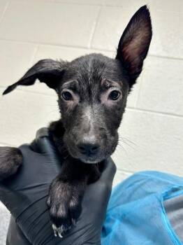 Dorothy (FOSTER TO ADOPT) -  Mixed Breed Dog for Adoption in Wichita, Kansas - Dorothy (FOSTER TO ADOPT) | PetCurious