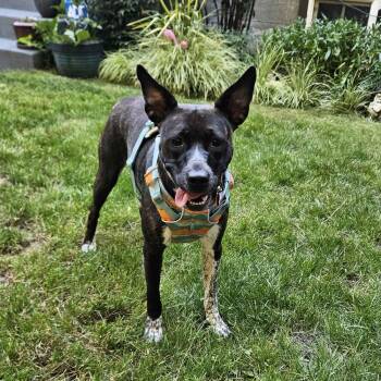 Zelda - AVAILABLE -  Pit Bull Terrier and Cattle Dog Dog for Adoption in Seattle, Washington - Zelda - AVAILABLE | PetCurious