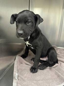 Mixed Breed Dogs Available for Adoption in Memphis, Tennessee - Hollywood | PetCurious