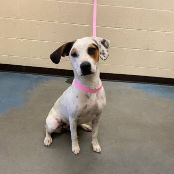 Daisy Free -  Mixed Breed Dog for Adoption in Memphis, Tennessee - Daisy Free | PetCurious