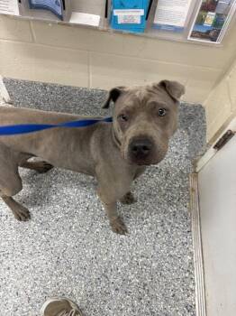 Pit-ricia -  Pit Bull Terrier and Mixed Breed Dog for Adoption in Burgaw, North Carolina - Pit-ricia | PetCurious