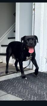 Moira Rose -  Pug and Boxer Dog for Adoption in Lewis Center, Ohio - Moira Rose | PetCurious