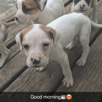 Poppy -  English Bulldog and Mixed Breed Dog for Adoption in Wadena, Minnesota - Poppy | PetCurious