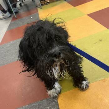 Leto -  Mixed Breed Dog for Adoption in Philadelphia, Pennsylvania - Leto | PetCurious