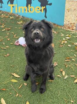 Chow Chow Dogs Available for Adoption in Pleasant Hill, California - Timber | PetCurious
