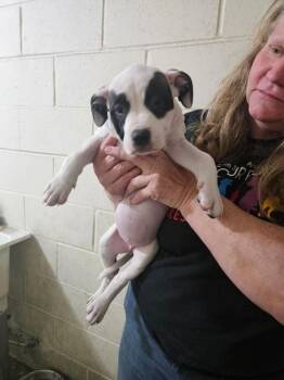 Crystal ⛰️ -  Pit Bull Terrier Dog for Adoption in Irwin, Pennsylvania - Crystal ⛰️ | PetCurious