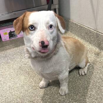 Astro -  Corgi and Australian Shepherd Dog for Adoption in San Gabriel, California - Astro | PetCurious