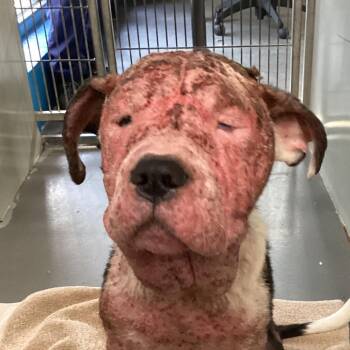 American Bulldog Dogs Available for Adoption - Dino | PetCurious