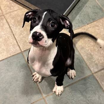 Noodle -  Mixed Breed Dog for Adoption in Chattanooga, Tennessee - Noodle | PetCurious