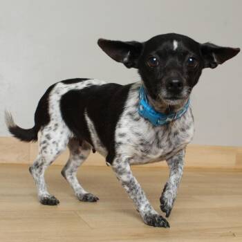 Trudie D69736 -  Chihuahua Dog for Adoption in Minnetonka, Minnesota - Trudie D69736 | PetCurious