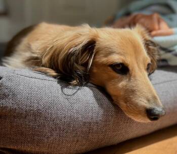Dachshund Dogs Available for Adoption in Los Angeles, California - Milo  -   So Ca | PetCurious