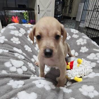 Barney -  Mixed Breed Dog for Adoption in Myrtle Beach, South Carolina - Barney | PetCurious