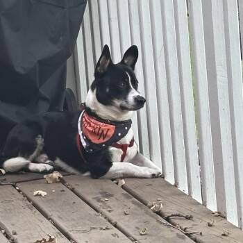 Manny -  Corgi and Catahoula Leopard Dog Dog for Adoption in Farmington, Minnesota - Manny | PetCurious