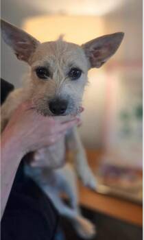 CANDI -  Border Terrier and Cairn Terrier Dog for Adoption in Houston, Texas - CANDI | PetCurious