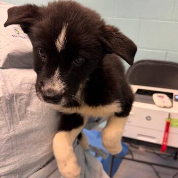 Husky and Mixed Breed Dogs Available for Adoption in Charlottesville, Virginia - Patrick Star | PetCurious