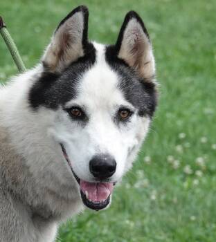 Leo -  Husky Dog for Adoption in Millfield, Ohio - Leo | PetCurious