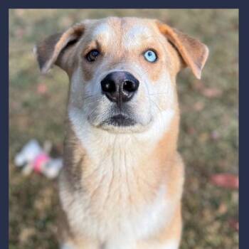 Husky Dogs Available for Adoption - Flintstone | PetCurious