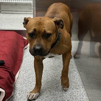 Cherry -  American Staffordshire Terrier Dog for Adoption in Grand Rapids, Michigan - Cherry | PetCurious