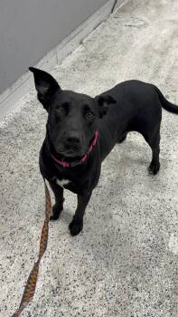 Rescue Mixed Breed Dogs for Adoption in North Charleston, South Carolina - Fig | PetCurious