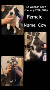 Pit Bull Terrier Dogs Available for Adoption in Billings, Montana - Lol-P8 Cow | PetCurious