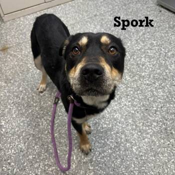 Spork -  Mixed Breed Dog for Adoption in Parkersburg, West Virginia - Spork | PetCurious