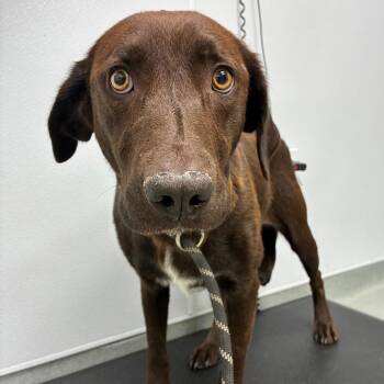 Georgia -  Chocolate Labrador Retriever and Mixed Breed Dog for Adoption in Abilene, Texas - Georgia | PetCurious