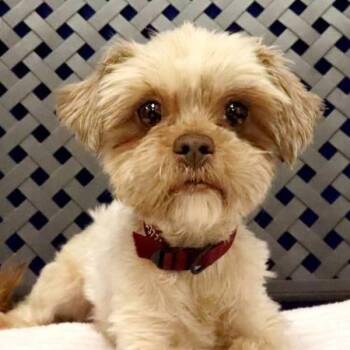 Catalina -  Shih Tzu and Yorkshire Terrier Dog for Adoption in Midland, Texas - Catalina | PetCurious