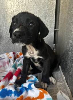 BAILEY -  Hound Dog for Adoption in San Antonio, Texas - BAILEY | PetCurious