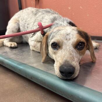 Prim -  Cattle Dog and Hound Dog for Adoption in Flagstaff, Arizona - Prim | PetCurious
