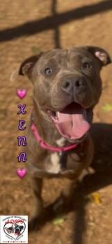 Xena -  Pit Bull Terrier Dog for Adoption in Shasta Lake, California - Xena | PetCurious