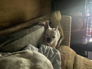 Rescue French Bulldog Dogs for Adoption in Amarillo, Texas - Pierre | PetCurious