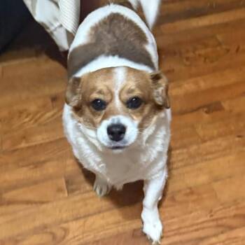 Little Bit -  Mixed Breed Dog for Adoption in Rossville, Georgia - Little Bit | PetCurious