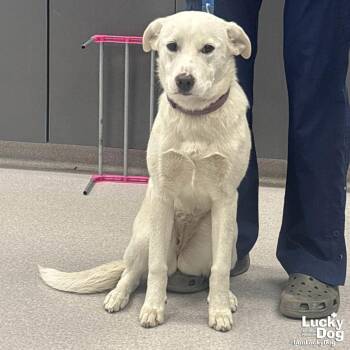 Labrador Retriever Dogs Available for Adoption - Snow Globe | PetCurious