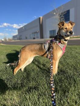Shepherd Dogs Available for Adoption - BABYGIRL | PetCurious