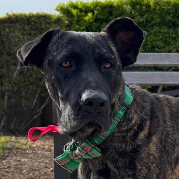 Babylon -  Mixed Breed and Mastiff Dog for Adoption in League City, Texas - Babylon | PetCurious