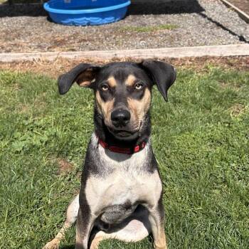 Tito -  Mixed Breed Dog for Adoption in Medford, Oregon - Tito | PetCurious