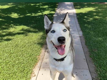 Rescue Siberian Husky Dogs for Adoption in Walnut Creek, California - Reeva | PetCurious